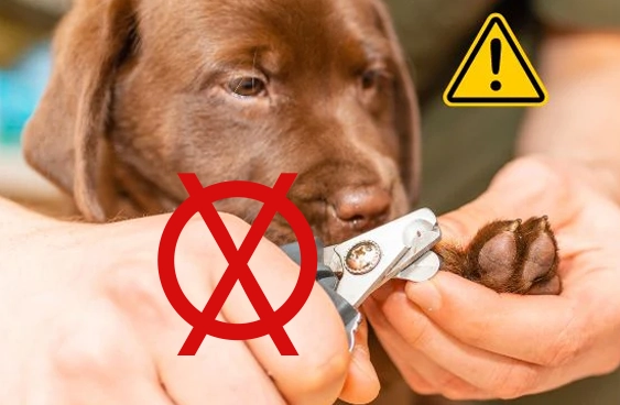 Cão contido para o corte com alicate, marcado com um X vermelho e um sinal de alerta